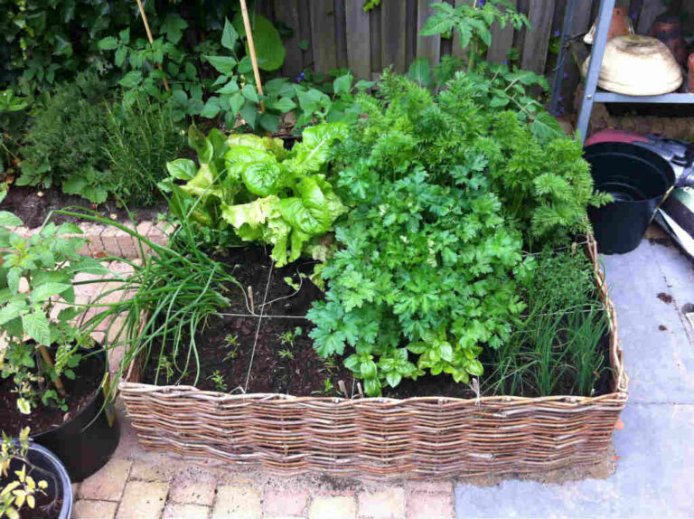 moestuin moesie