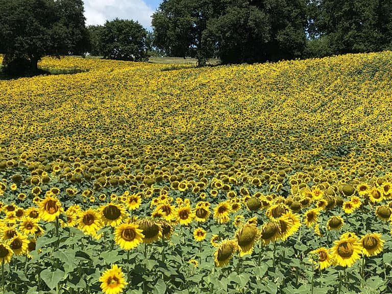 Kijkje in mijn leven juli en augustus 2018